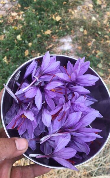 عکس گلخانه زعفران