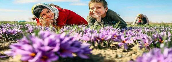 عکس گلخانه زعفران