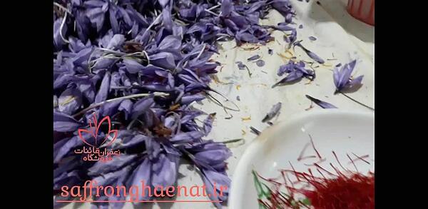 عکس تصاویر زعفران سرگل قائنات مشهد