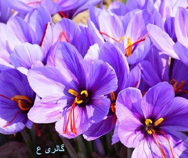 عکس زیبا از گل زعفران