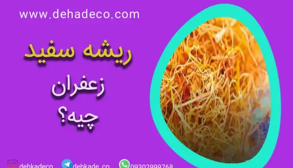 عکس از ریشه زعفران
