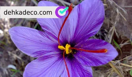 عکس ریشه گل زعفران