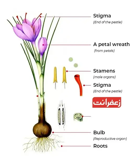 عکس ریشه گل زعفران