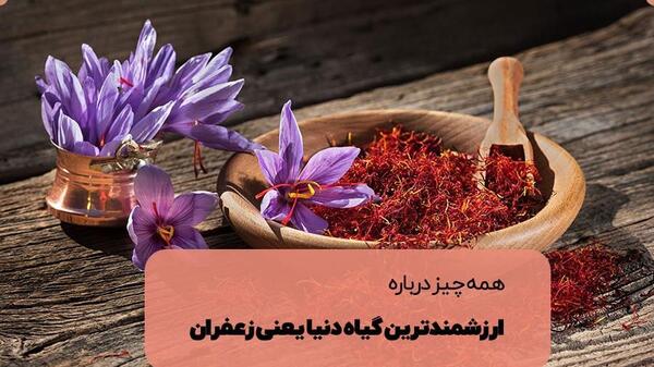 عکس ریشه گل زعفران
