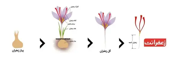 عکس ریشه گل زعفران
