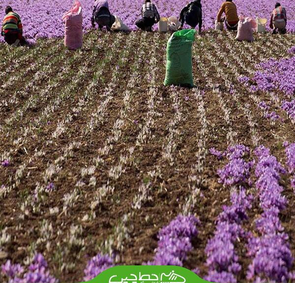 عکس ریشه گل زعفران