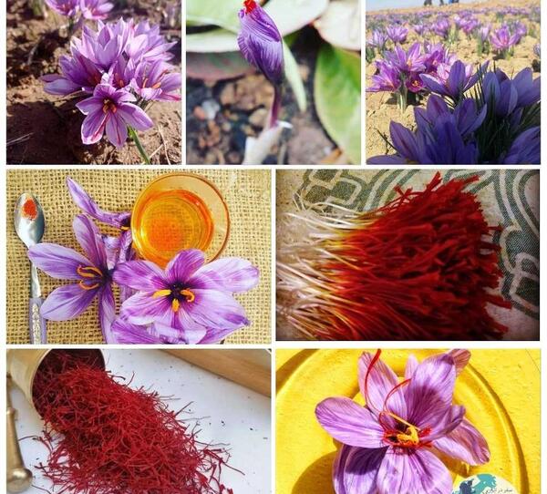 عکس ریشه گل زعفران