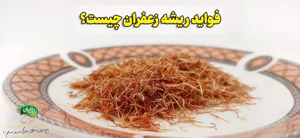 عکس ریشه ی زعفران