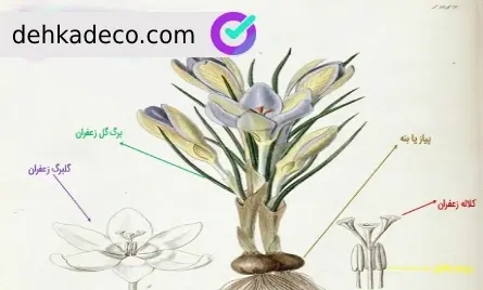 عکس ریشه ی زعفران