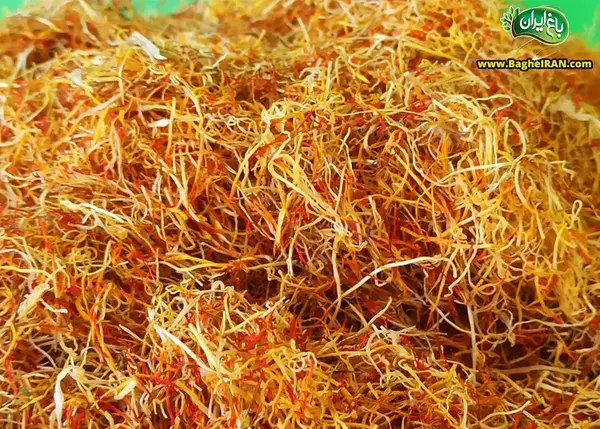 عکس ریشه ی زعفران