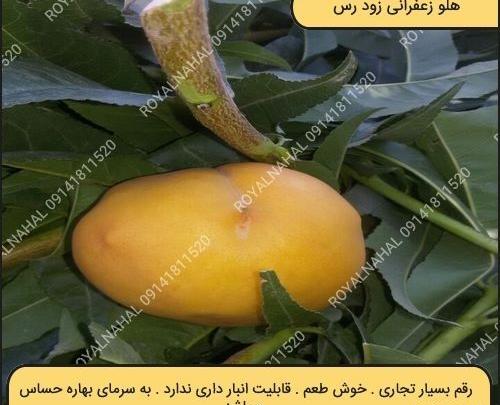 عکس درخت هلو زعفرانی