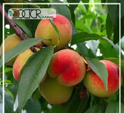 عکس درخت هلو زعفرانی