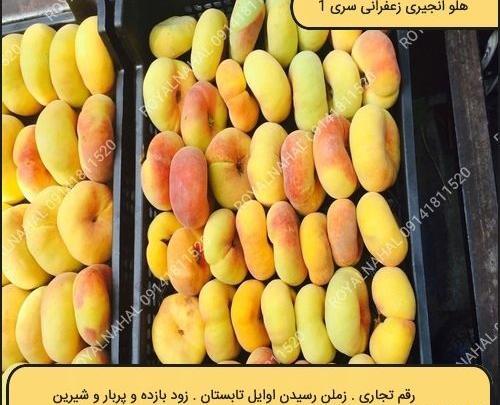عکس درخت هلو زعفرانی