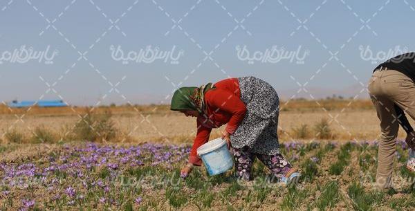 دانلود عکس زعفران