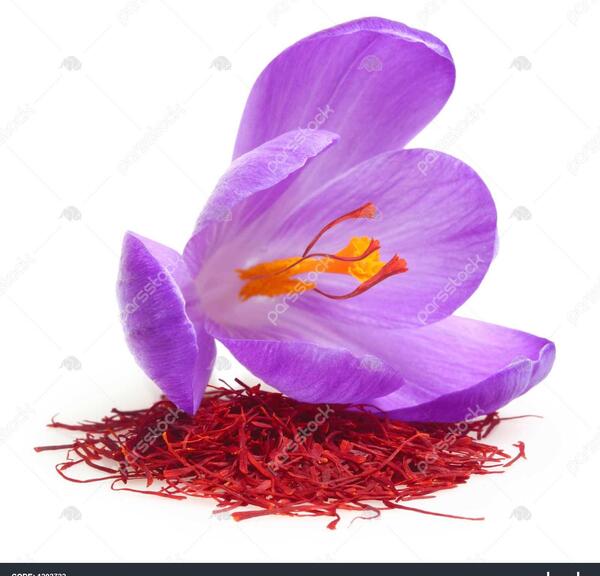 عکس گل زعفران خشک شده