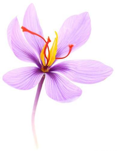 عکس گل زعفران خشک شده