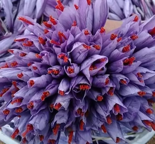 عکس گل زعفران خشک شده