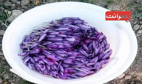 عکس گل زعفران خشک شده