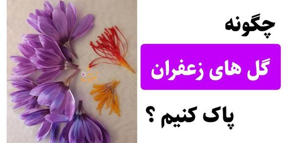عکس گل زعفران خشک شده