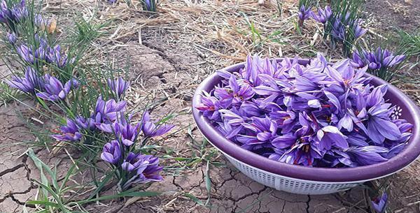 عکس چیدن زعفران