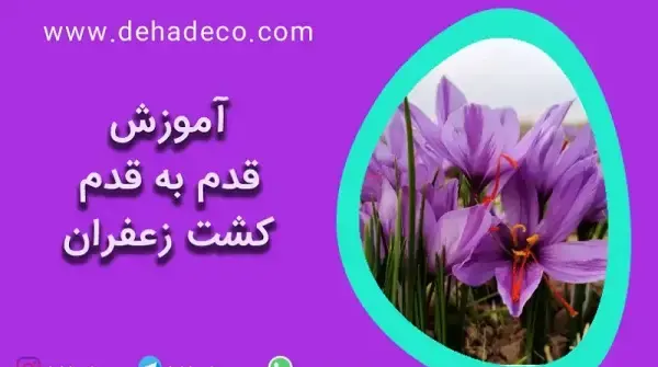 عکس چیدن زعفران