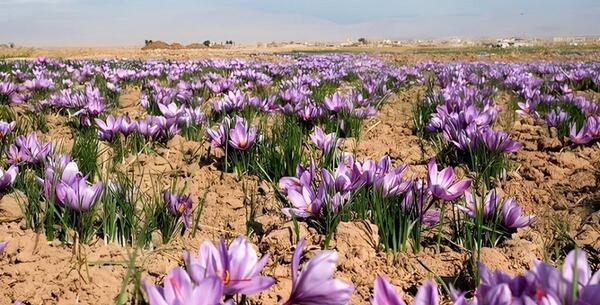 عکس چیدن زعفران