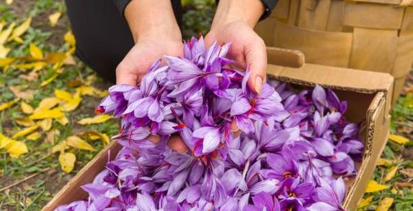 عکس چیدن زعفران