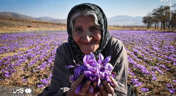 عکس چیدن زعفران