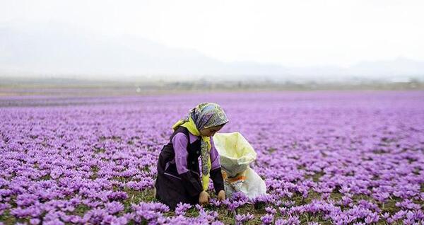 عکس چیدن زعفران