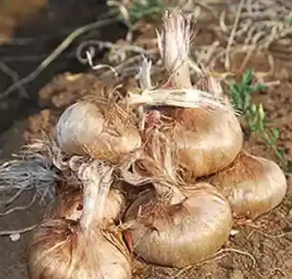 عکس قارچ پیاز زعفران