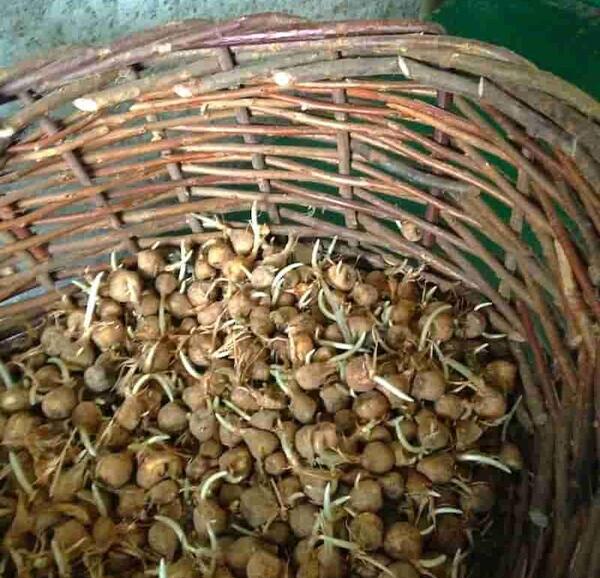 عکس قارچ پیاز زعفران