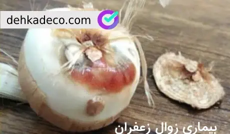 عکس قارچ پیاز زعفران