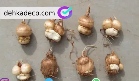 عکس قارچ پیاز زعفران