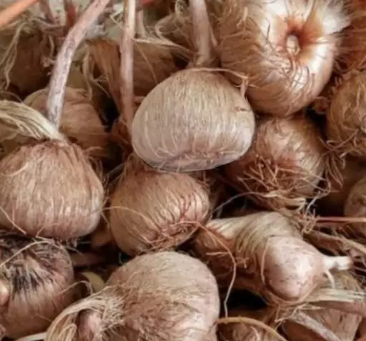 عکس قارچ پیاز زعفران