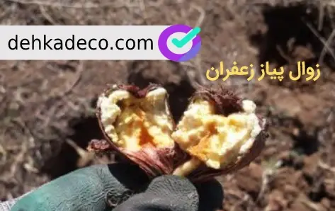 عکس قارچ پیاز زعفران