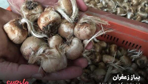 عکس قارچ پیاز زعفران