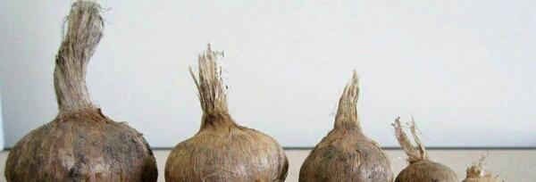 عکس قارچ پیاز زعفران