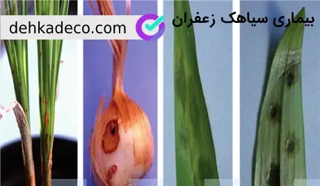 عکس قارچ پیاز زعفران