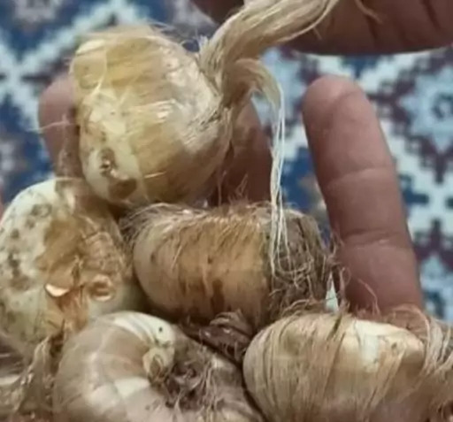 عکس قارچ پیاز زعفران