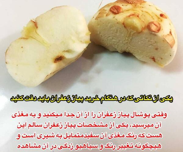 عکس قارچ پیاز زعفران