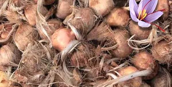 عکس قارچ پیاز زعفران