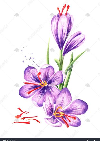 عکس زعفران پودر شده