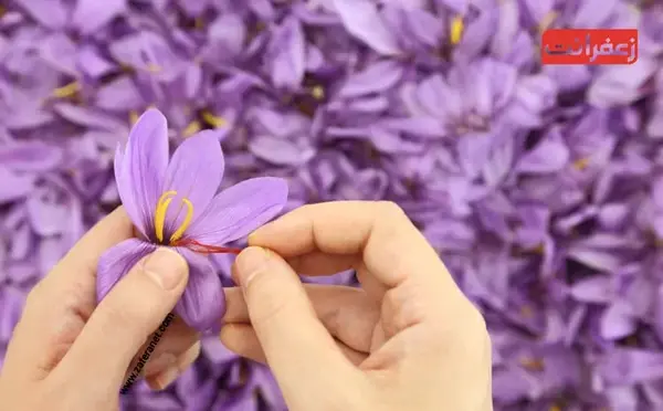 عکس پرچم گل زعفران
