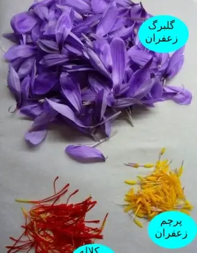 عکس پرچم گل زعفران