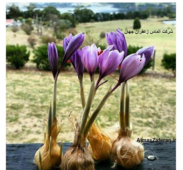 عکس از پیاز زعفران