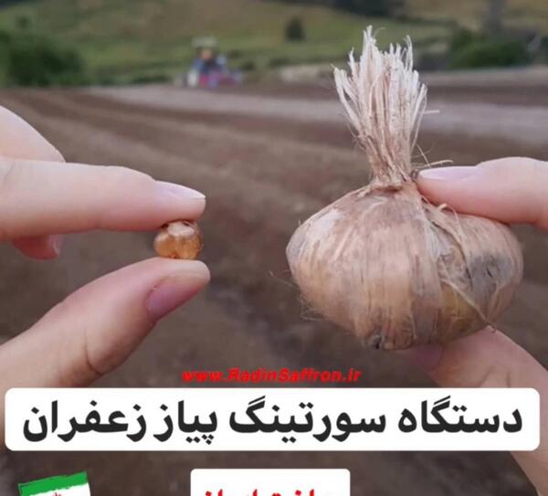 عکس از پیاز زعفران
