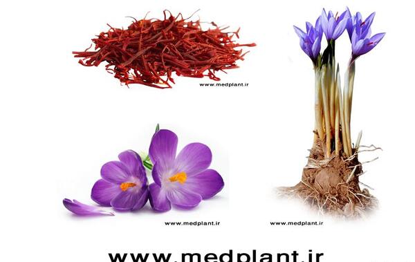 عکس از پیاز زعفران