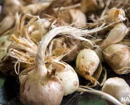 عکس از پیاز زعفران