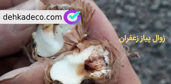 عکس از پیاز زعفران