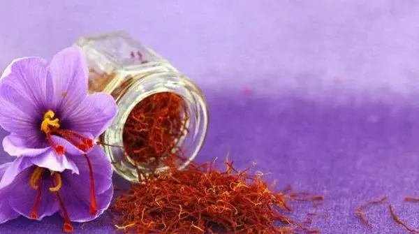 عکس از پیاز زعفران